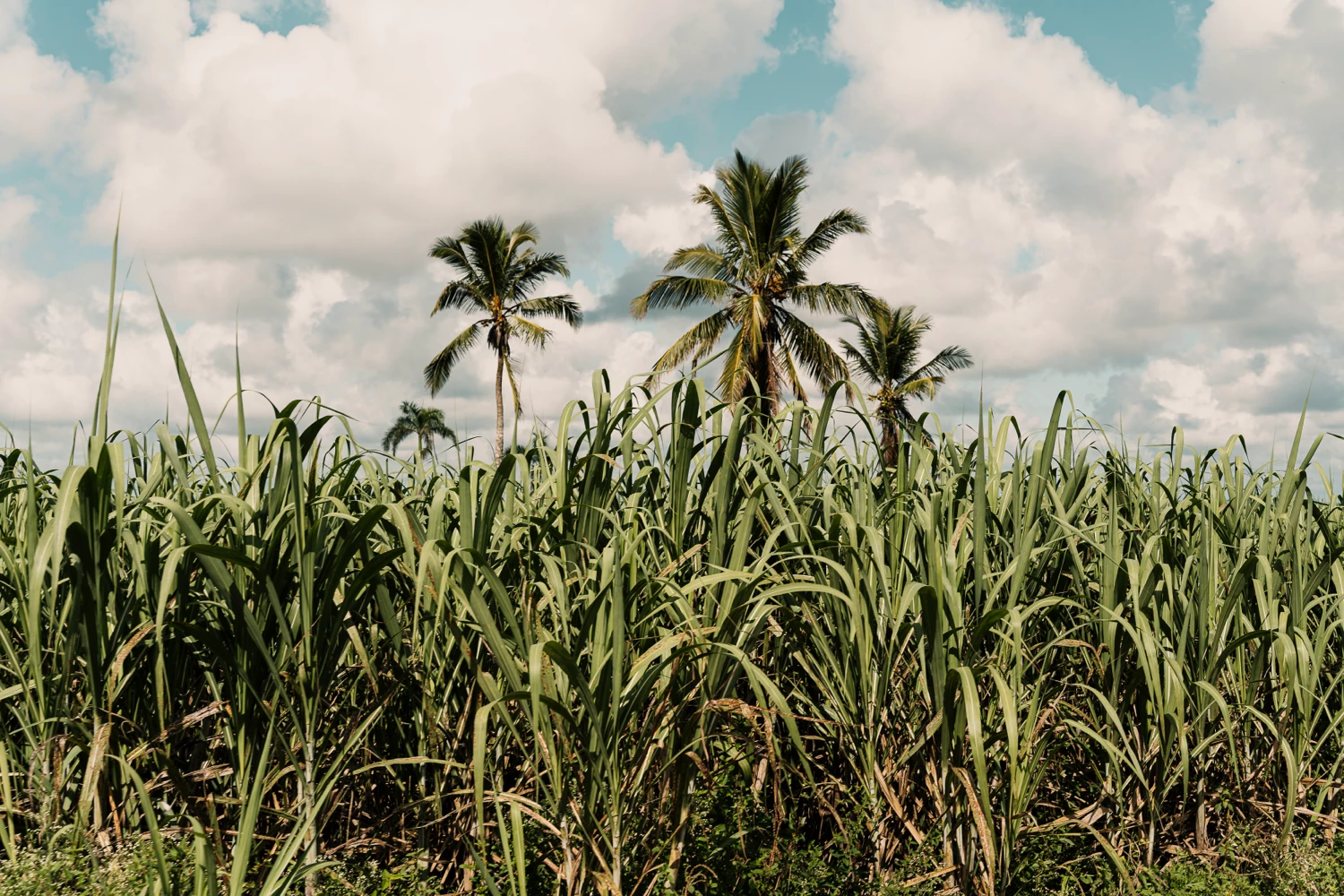 Sugarcane field with palm trees in a tropical landscape